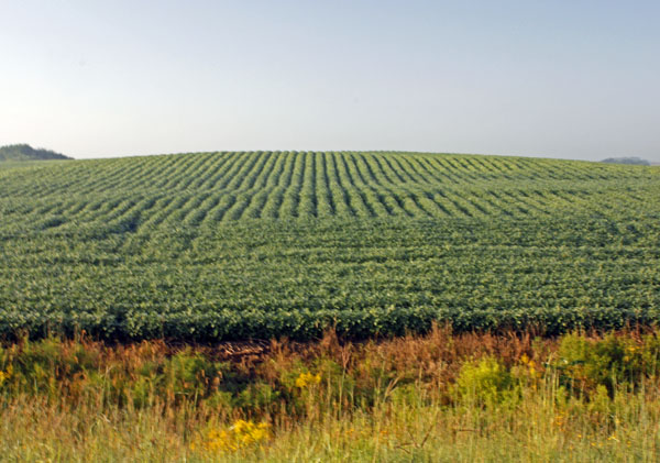 Rows of soybeans looked like green corduroy.