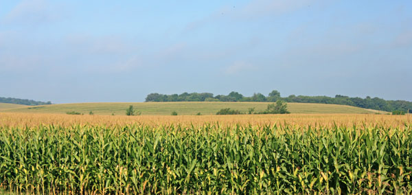 More corn as far as the eye can see.