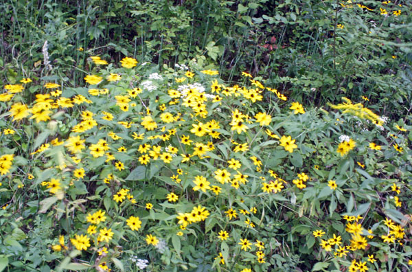 Beautiful Lazy Susan flowers line the trail.