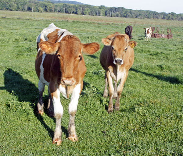 Friendly Guernsey cattle strike a pose. 