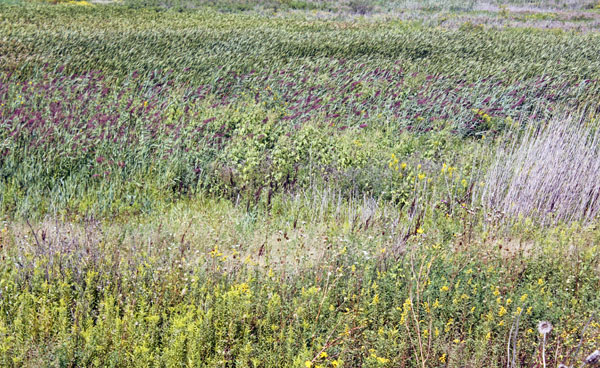Illinois prairie grasses.