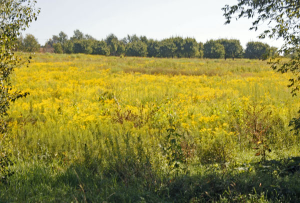 Yellow flowers and ragweed decorate the fields.