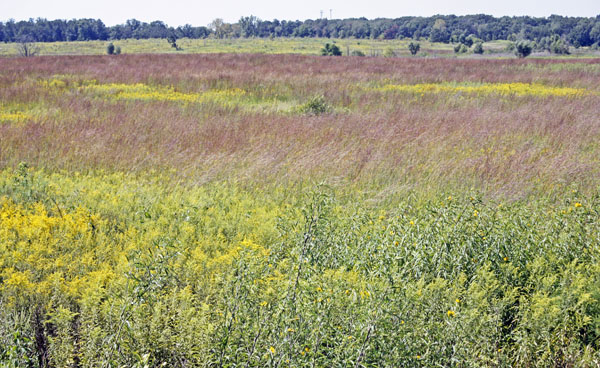  Stunning grasses along the Prairie Trail.