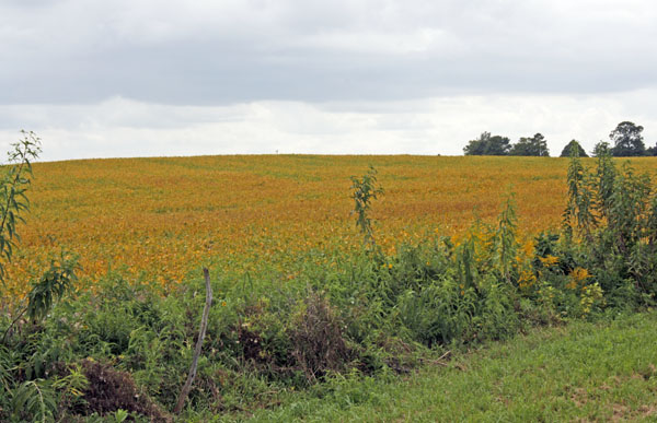 Farmland along 71