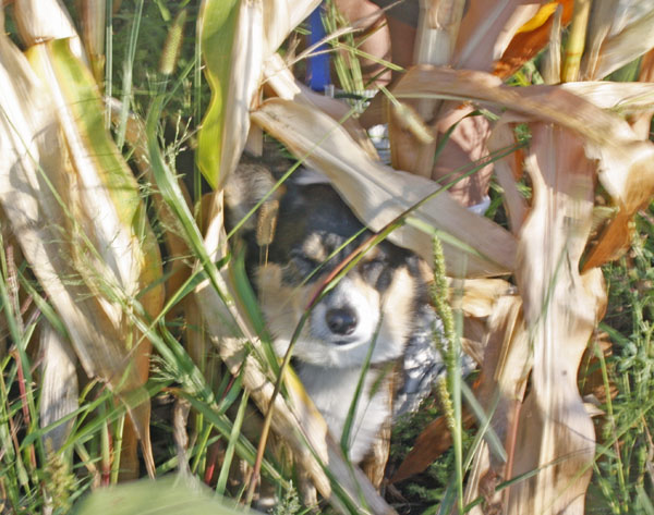 Peek a boo. There's Bailey.