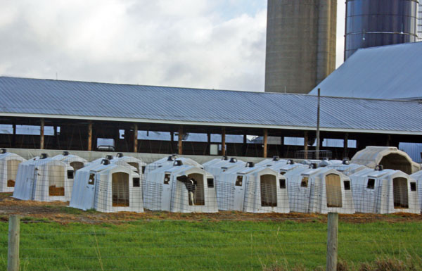 BlogCFD_20100902_01135 Calves in their shelters.