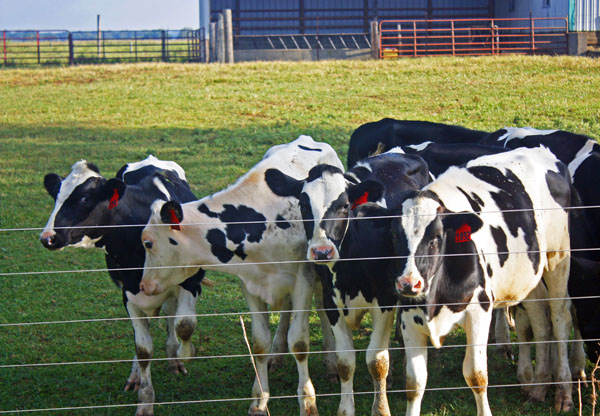 BlogCFD_20100902_01143 Curious cows along the back roads of Indiana.