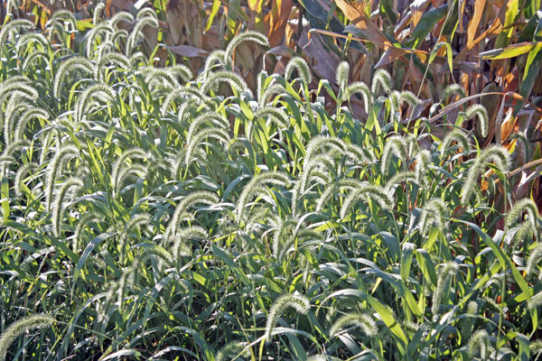 BlogCFD_20100904_01182 Grasses covered with morning dew.