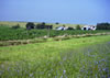 Blue wildflowers surround a field of soybeans