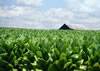Rural Kentucky tobacco fields